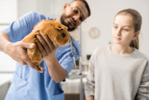 Probelmas digestivos em roedores: veterinário