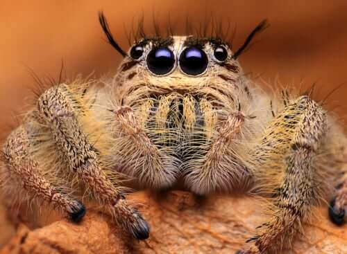 Medo De Aranhas Como Superar Meus Animais