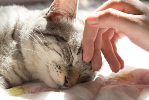 A ciência por trás do bem-estar dos gatos domésticos