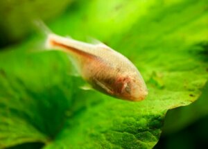 Tetra-cego: o peixe que repara o próprio tecido cardíaco