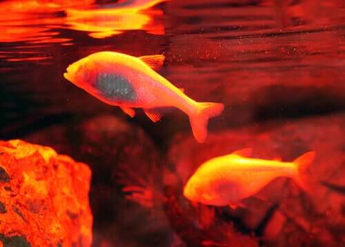 Tetra-cego: o peixe que repara o próprio tecido cardíaco