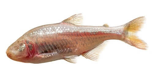 Tetra-cego: o peixe que repara o próprio tecido cardíaco
