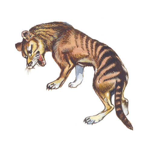 Características do tigre-da-tasmânia