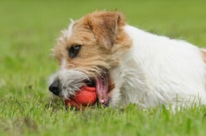 Transtorno obsessivo-compulsivo em cães: sintomas e tratamento