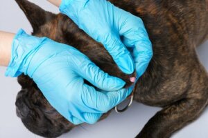 Por que as verrugas aparecem nos cães?