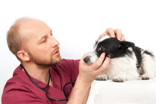 Úlcera de córnea em cães: dicas e tratamentos