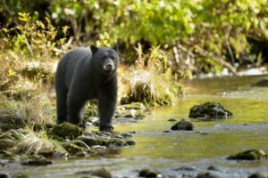 O abate de um urso por causa dos turistas que o alimentavam