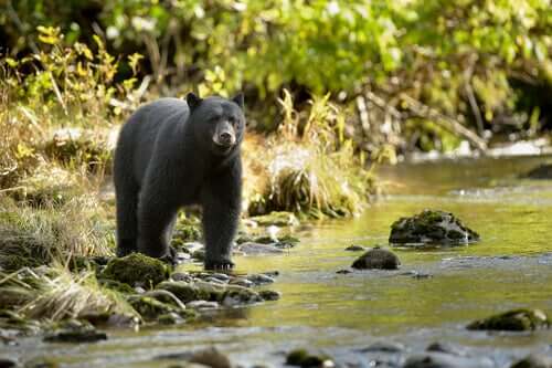 O abate de um urso por causa dos turistas que o alimentavam