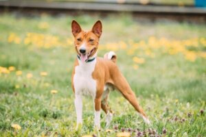 Adestramento da raça basenji: como começar?