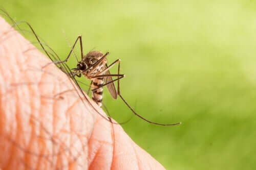 Origem e distribuição do Aedes albopictus