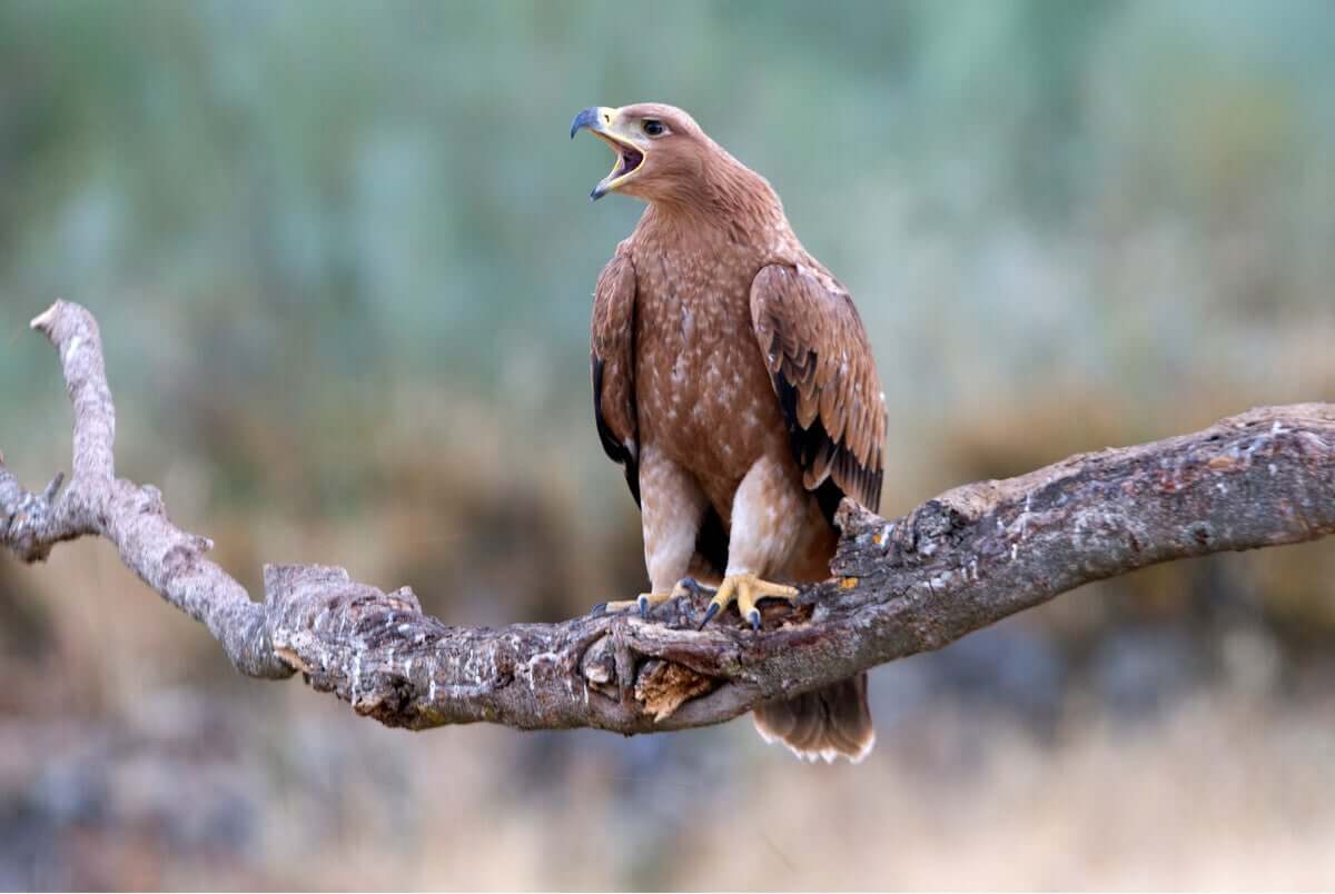 Águia-imperial-ibérica (Aquila adalberti)