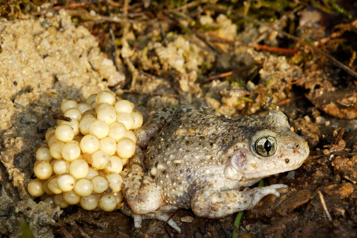 A fauna do Parque Nacional de Guadarrama
