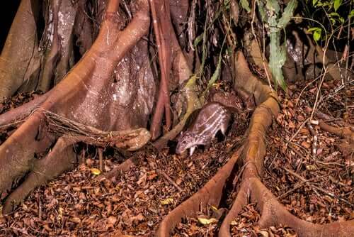 Paca, um roedor que também tem o nome de 'cachorro das montanhas'