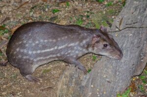 Paca, um roedor que também tem o nome de 'cachorro das montanhas'