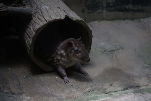 Paca, um roedor que também tem o nome de 'cachorro das montanhas'