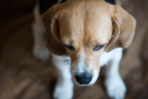 Quais são os sintomas dos animais de estimação deprimidos?
