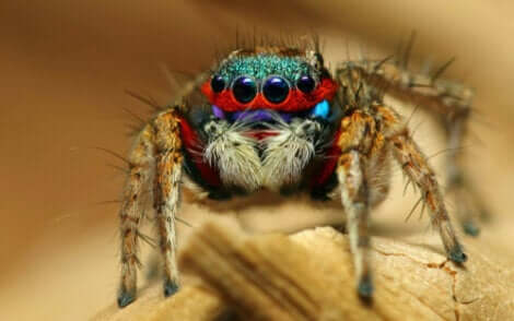 As aranhas-saltadoras: As aranhas mais adoráveis do reino animal