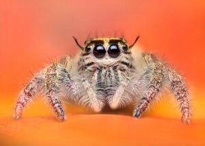 Aranhas-saltadoras: as aranhas mais adoráveis do reino animal