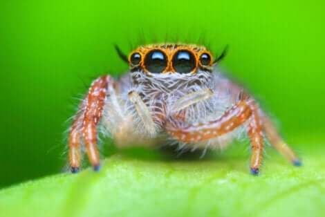 As aranhas-saltadoras: As aranhas mais adoráveis do reino animal