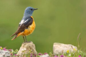 A fauna do Parque Nacional de Guadarrama
