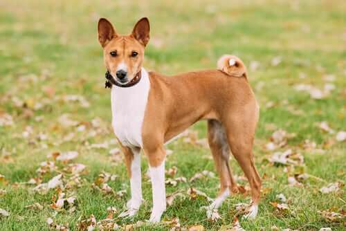 Adestramento da raça basenji
