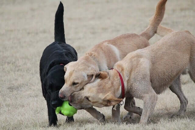 Jogos ao ar livre com outros cães