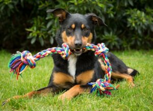 4 objetos ou brinquedos que não são adequados para os cães
