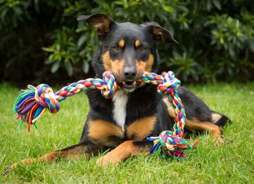 4 objetos ou brinquedos que não são adequados para os cães
