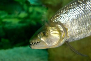 Peixe-tigre: titã africano de água doce