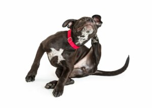 Pele irritada em cães: como tratar em casa?