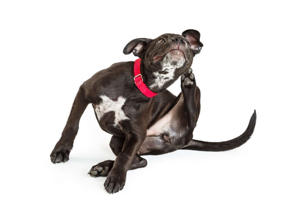 Pele irritada em cães: como tratar em casa?