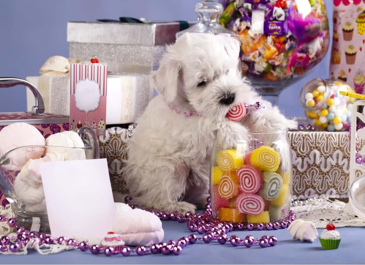 Os doces são perigosos para os cães