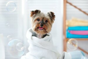 Como limpar os animais de estimação com lenços umedecidos?