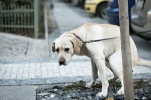 Problemas digestivos em cães: tratamento e prevenção
