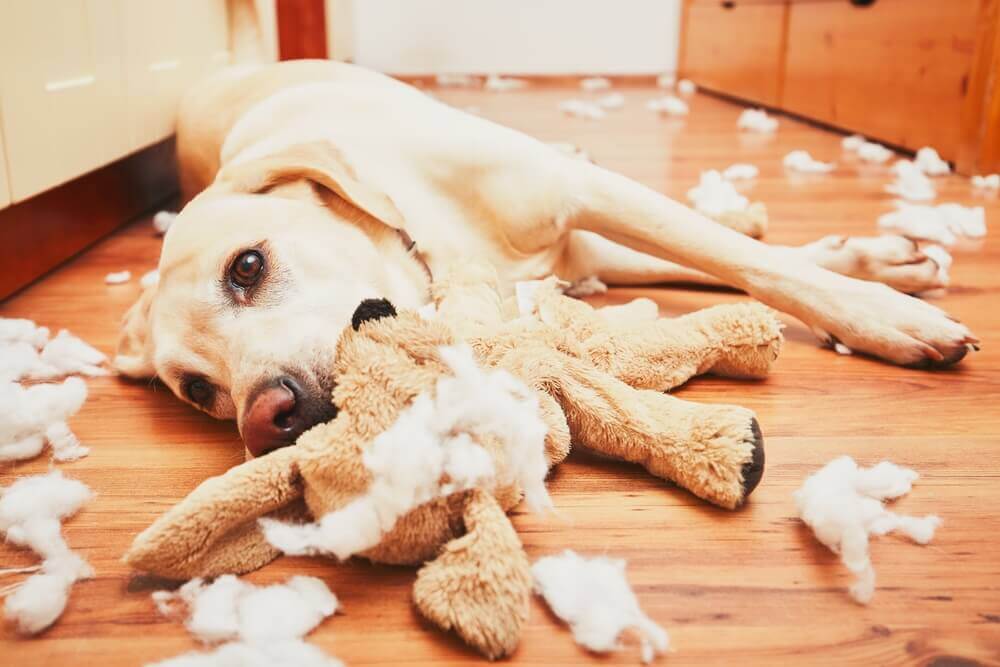 objetos ou brinquedos que não são adequados para os cães