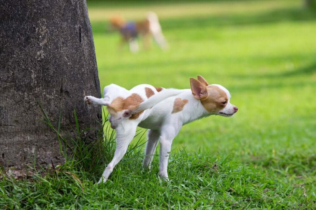Três doenças reprodutivas que um cachorro pode ter