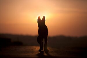 Os cães são conscientes da morte?
