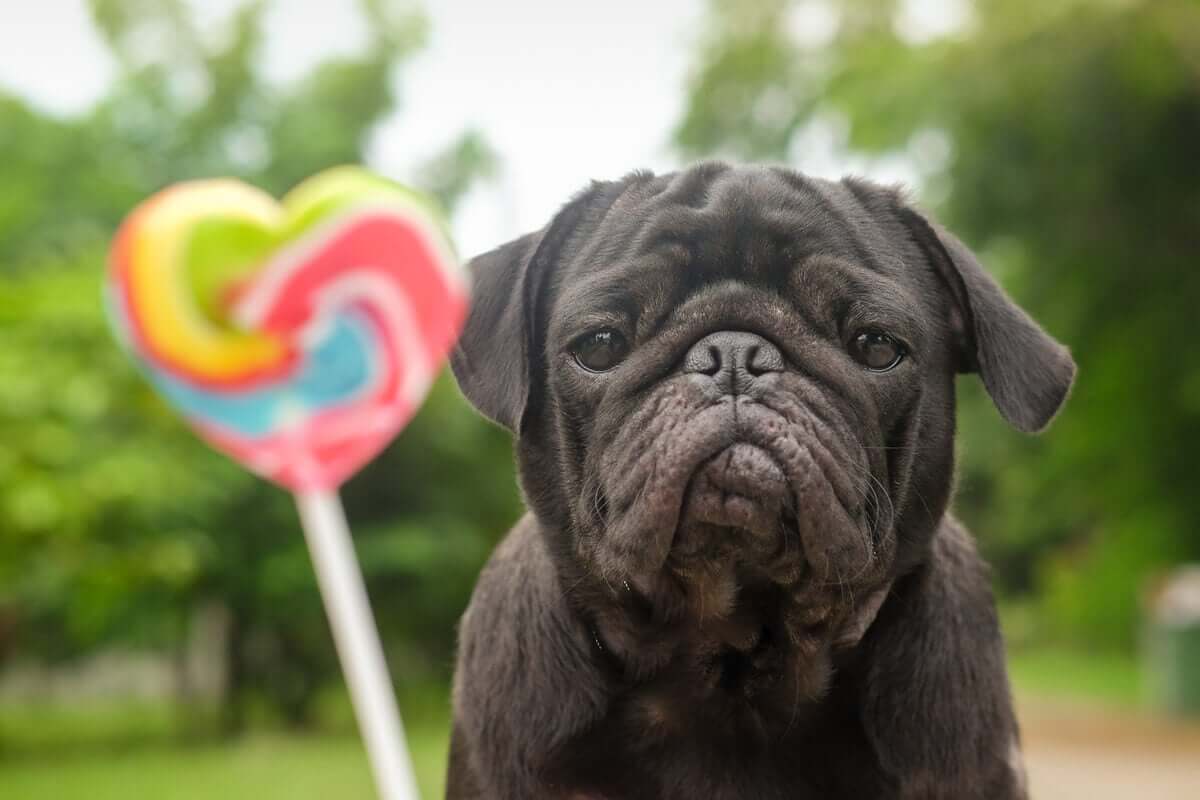 Os doces são perigosos para os cães