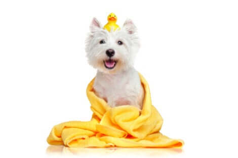 limpar os animais de estimação com lenços umedecidos