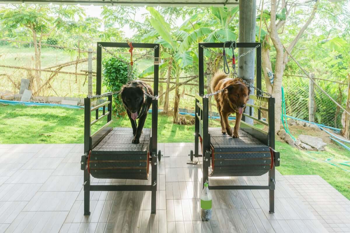 Reforça a confiança do seu cão