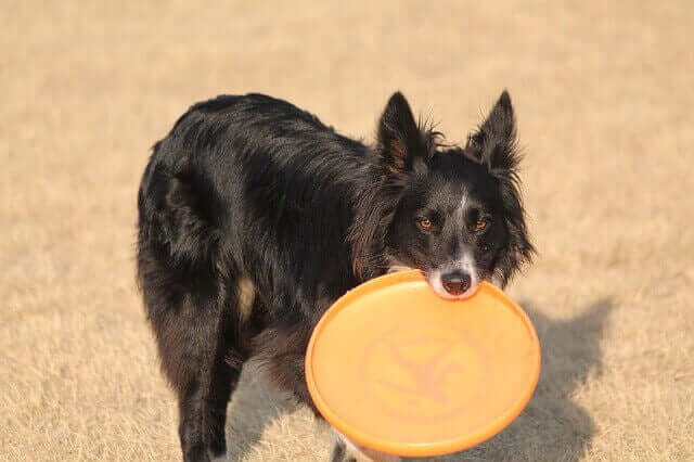 Frisbee