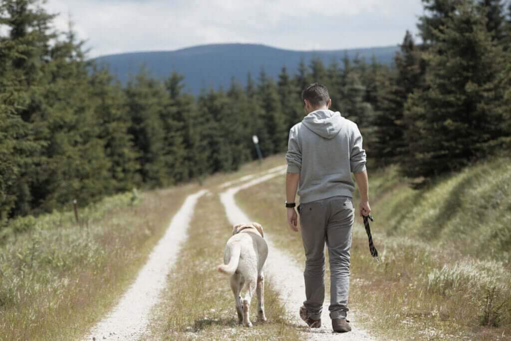 Por que os cães seguem seus tutores?