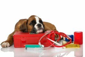Septicemia em cães: sintomas e tratamentos