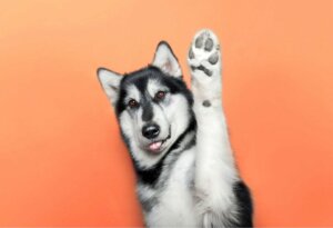 Existem animais destros ou canhotos?