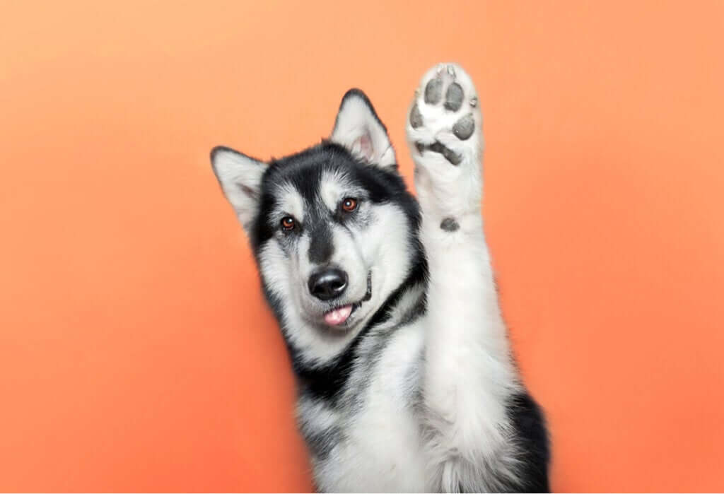 Existem animais destros ou canhotos?