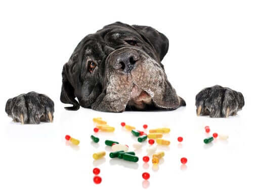 Os anti-histamínicos são seguros para cães?