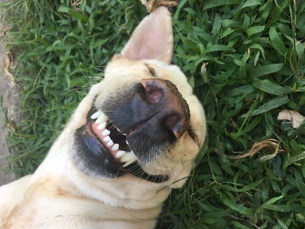 Os animais têm senso de humor?