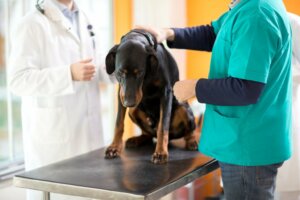 Leucemia em cães: causas e sintomas