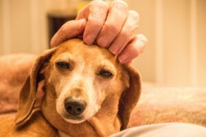 Prêmio de Bem-estar Animal: uma boa iniciativa empresarial