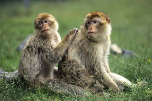 A adoção feita pelos macacos